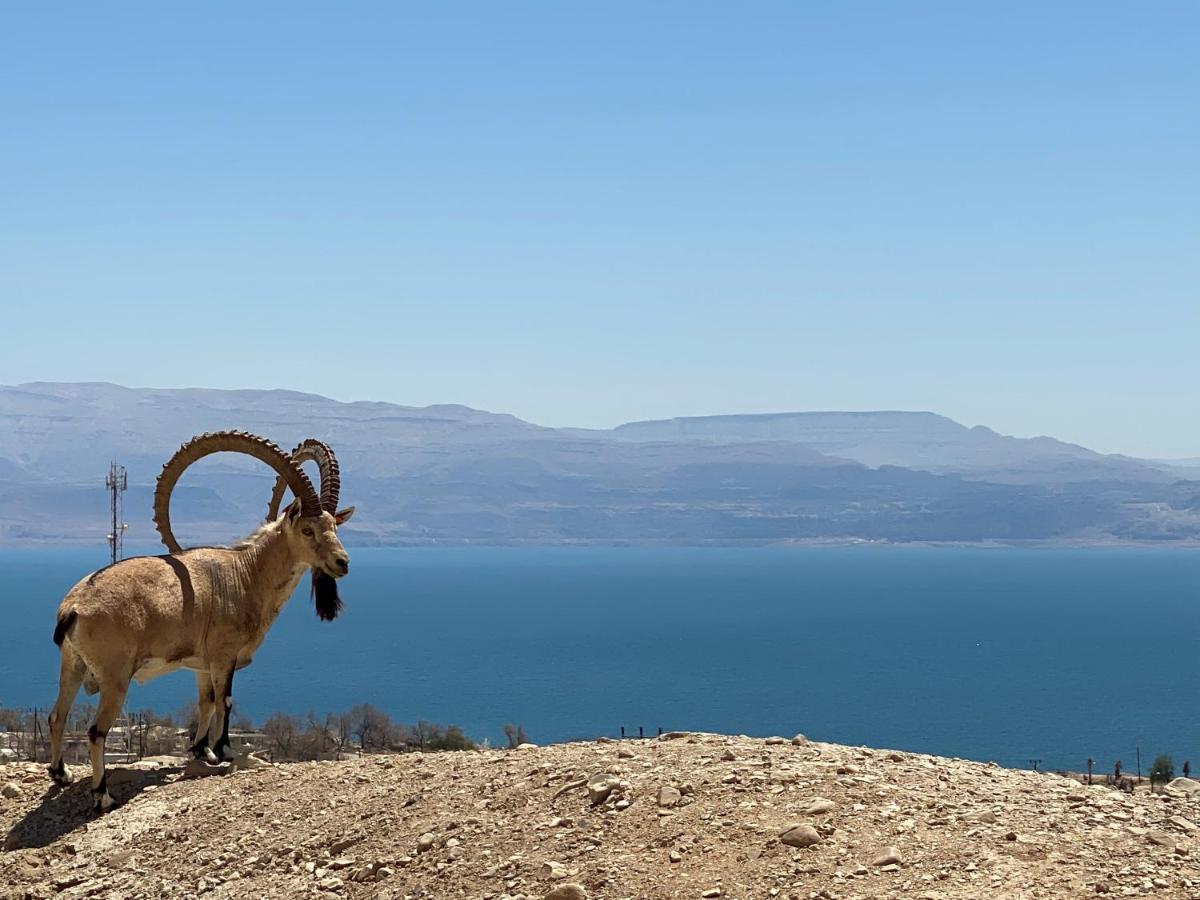 Badolina Ein Gedi Glamping Ξενοδοχείο Εξωτερικό φωτογραφία